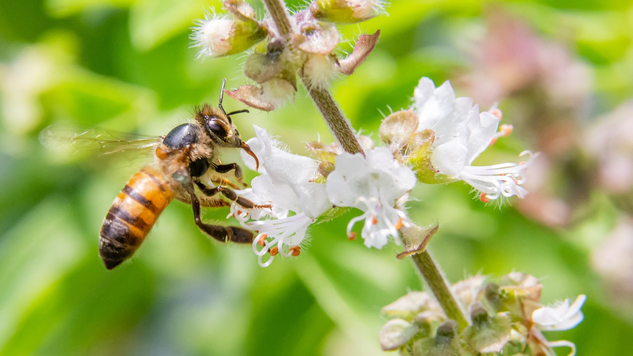 Africanized honey bee — Image Credit: Carlos Eduardo Joos - CC BY 2.0/Wiki Commons
