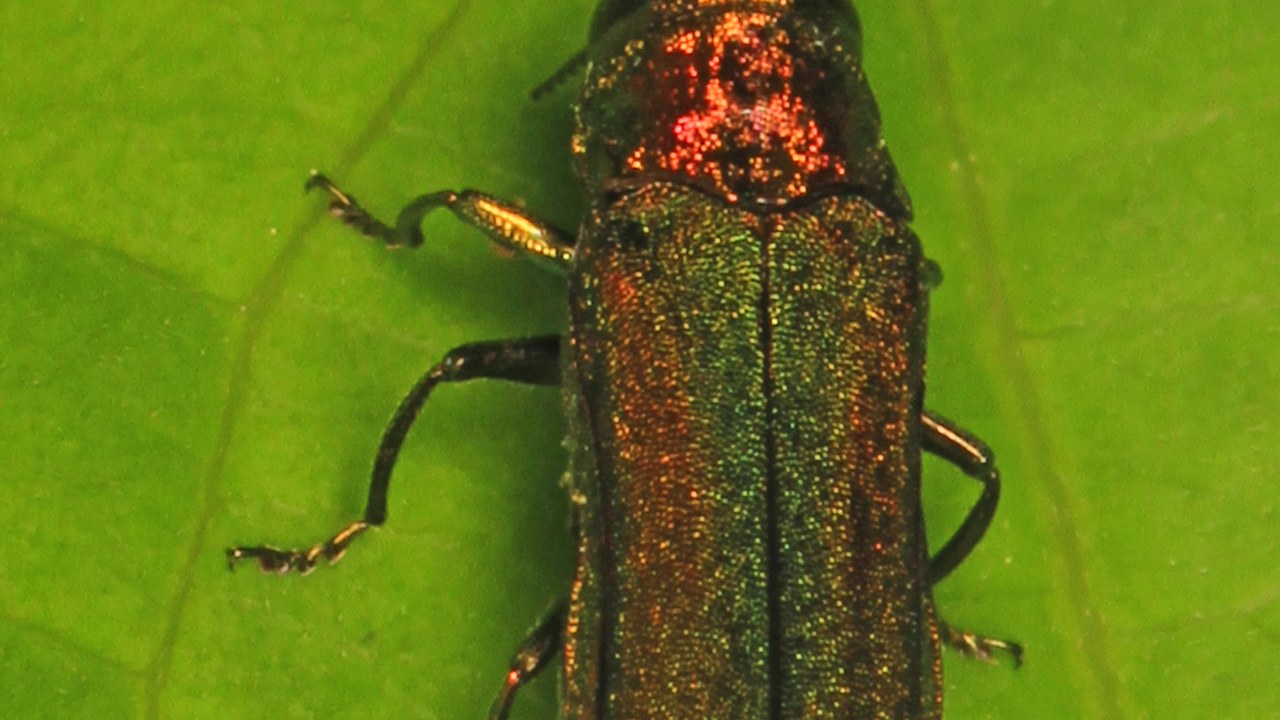 Emerald ash borer — Image Credit: Judy Gallagher - CC BY 2.0/Wiki Commons
