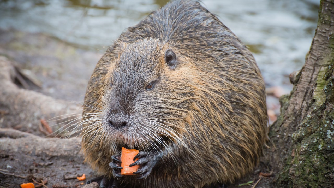 Nutria — Image Credit: Norbert Nagel - CC BY-SA 3.0/Wiki Commons