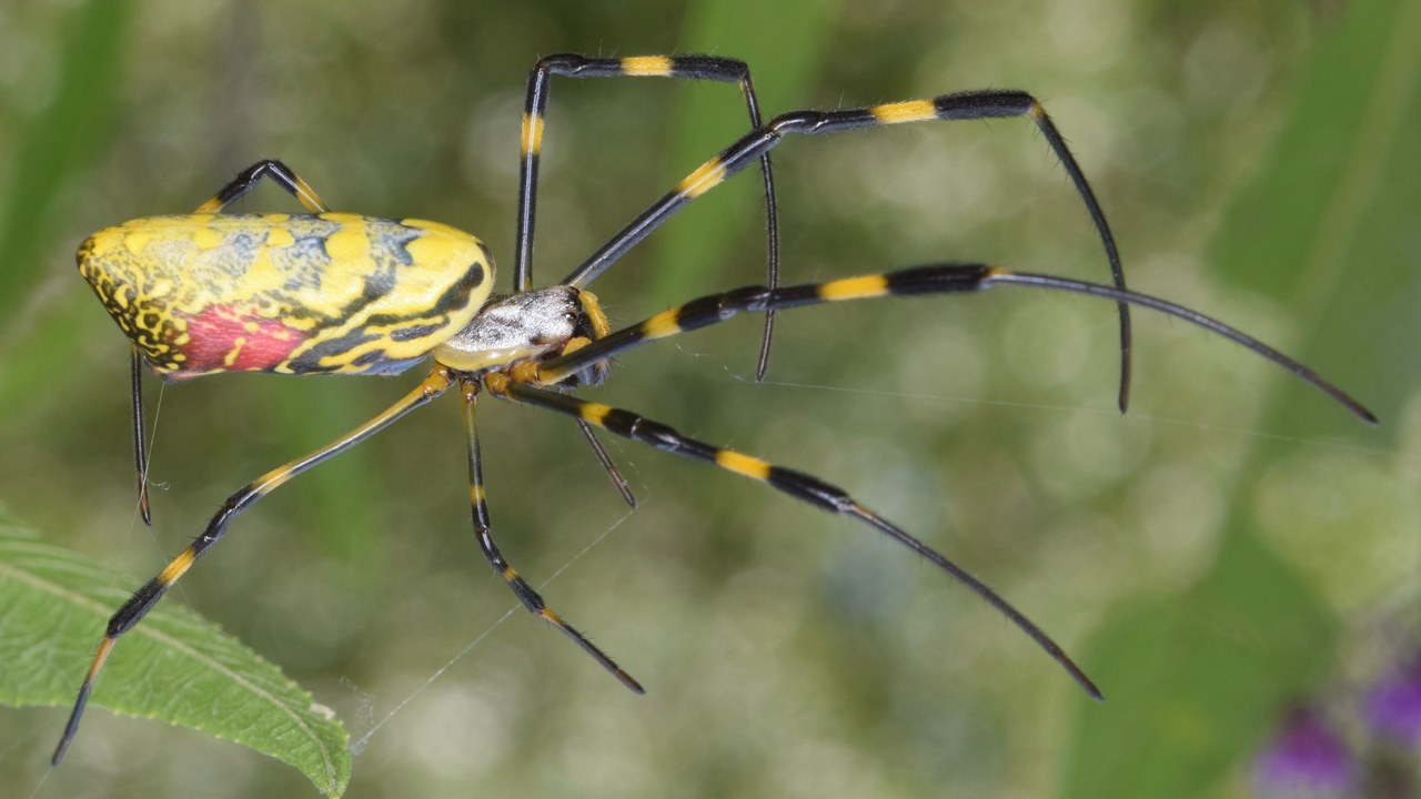 Joro spider — Image Credit: Christina Butler from Georgia, United States - CC BY 2.0/Wiki Commons