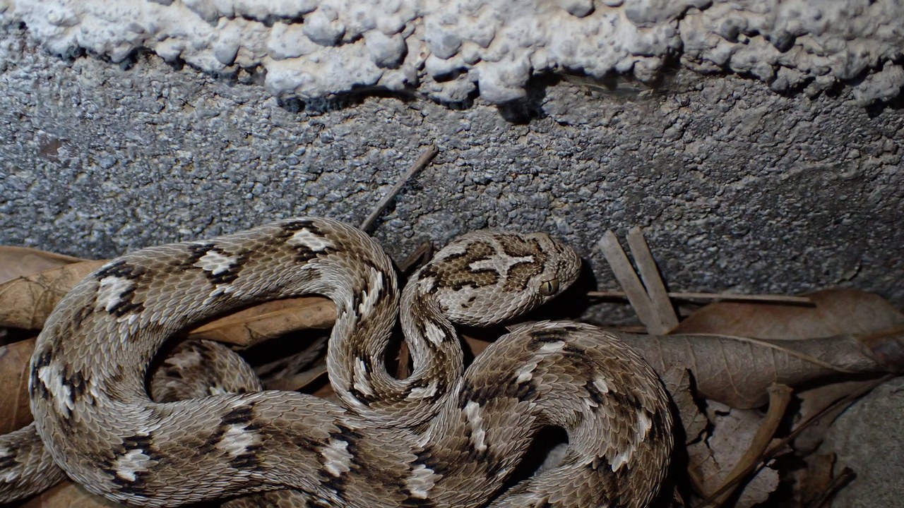 Saw-scaled viper — Image Credit: Kian (iNaturalist user kian_kaftarbaz) - CC BY 4.0/Wiki Commons