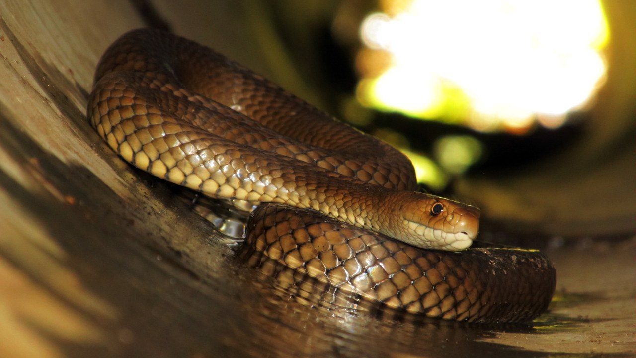 Eastern brown snake — Image Credit: Matt from Melbourne, Australia - CC BY 2.0/Wiki Commons