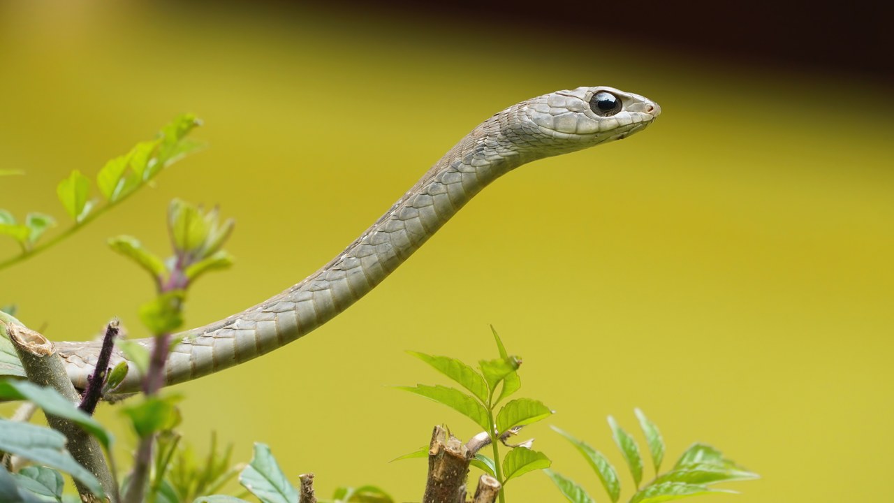 Boomslang — Image Credit: Ethmostigmus - CC BY-SA 4.0/Wiki Commons