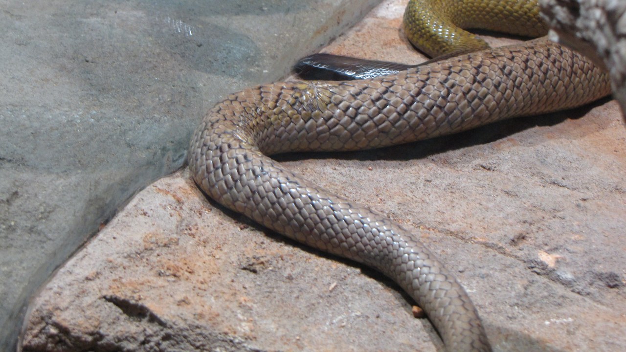 Inland taipan — Image Credit: grace_kat - CC BY-SA 2.0/Wiki Commons