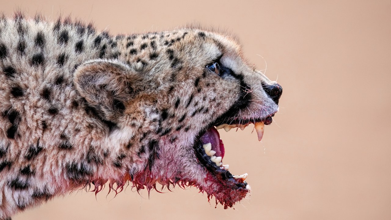 Cheetah — Image Credit: Giles Laurent - CC BY-SA 4.0/Wiki Commons