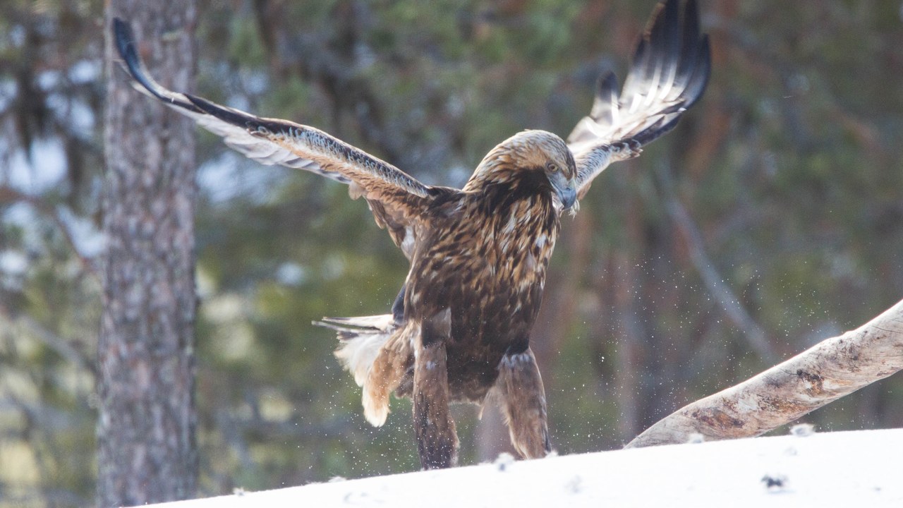 Golden eagle — Image Credit: Ron Knight from Seaford, East Sussex, United Kingdom - CC BY 2.0/Wiki Commons