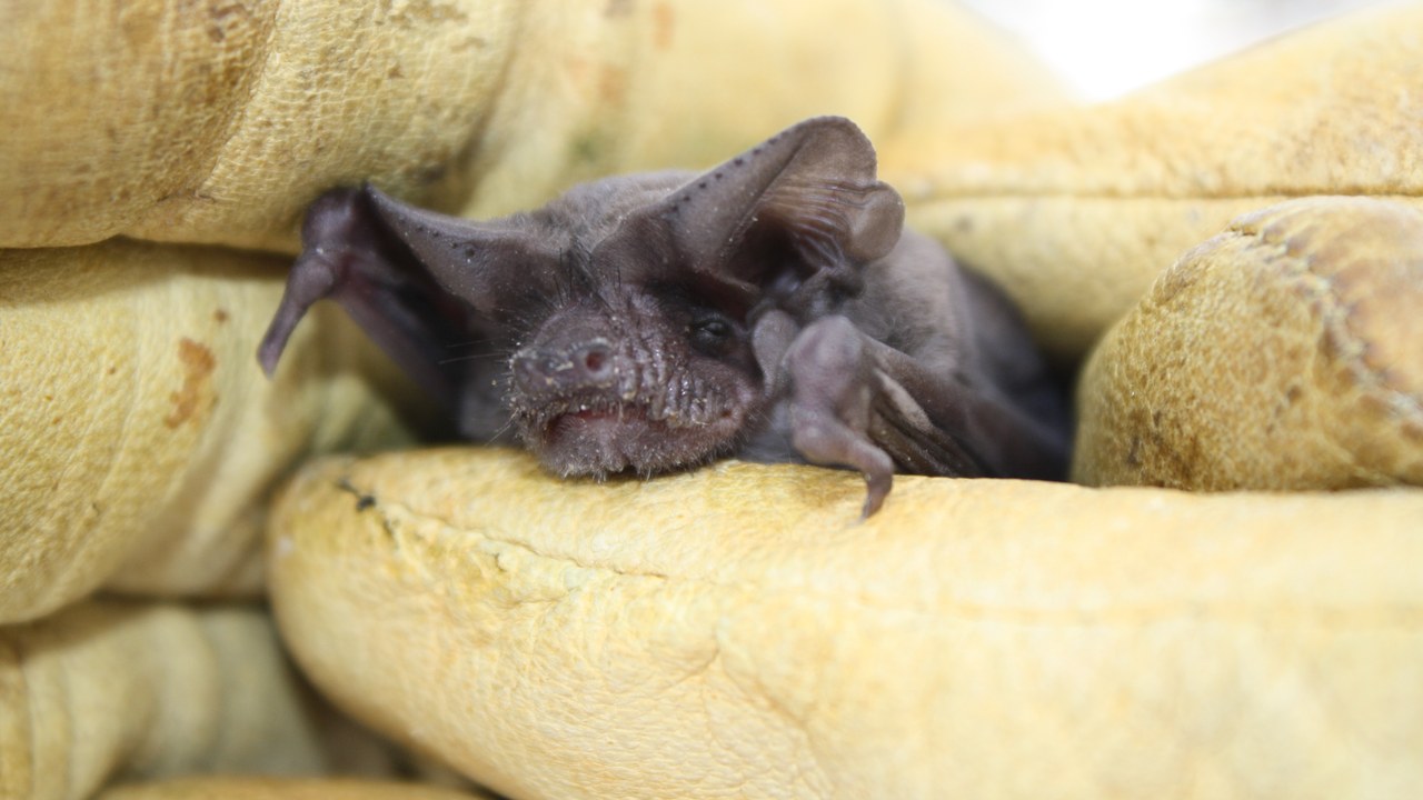 Brazilian free-tailed bat — Image Credit: U.S. Fish and Wildlife Service Headquarters - Public domain/Wiki Commons