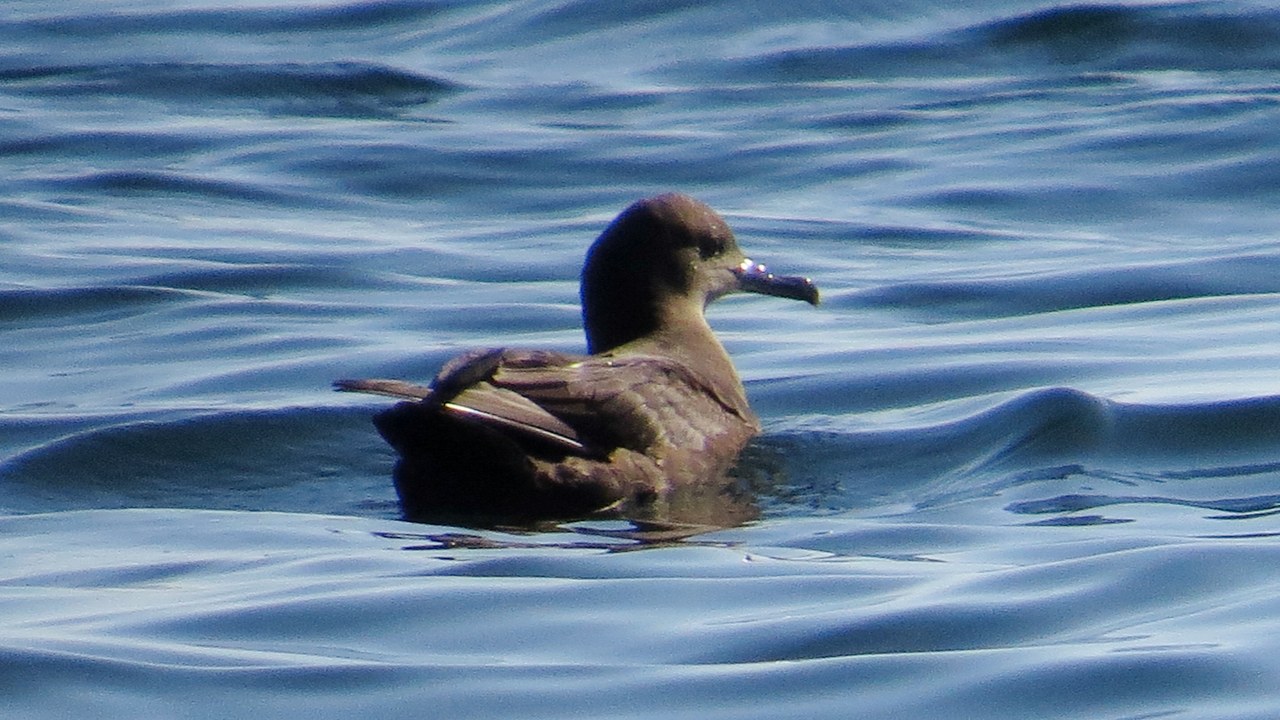 Sooty shearwater — Image Credit: MPF - CC BY-SA 4.0/Wiki Commons