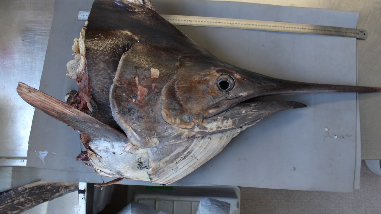 Black marlin — Image Credit: Tom Trnski - CC BY 4.0/Wiki Commons
