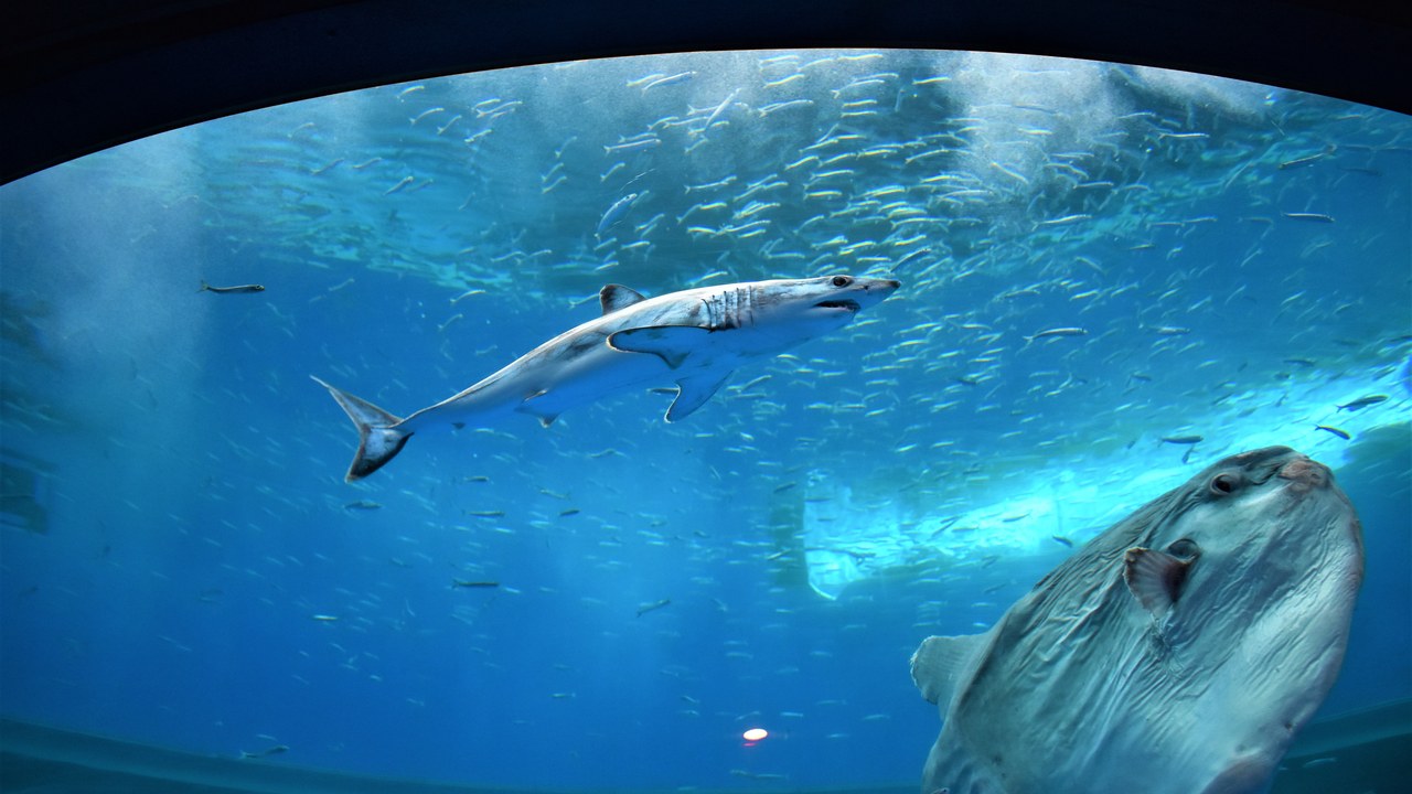 Shortfin mako shark — Image Credit: 出羽雀台 - CC BY-SA 4.0/Wiki Commons