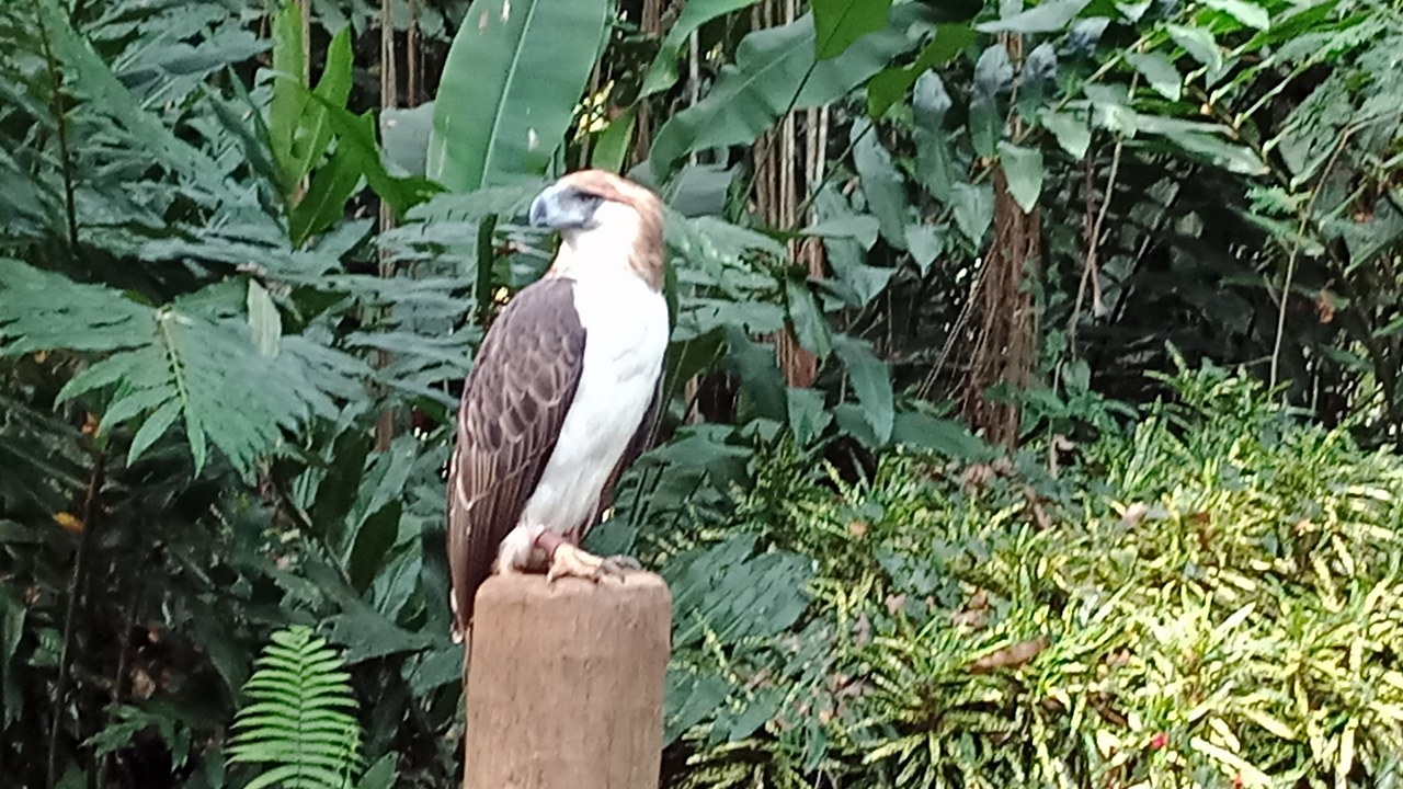 Philippine eagle — Image Credit: RoyKabanlit - CC BY-SA 4.0/Wiki Commons