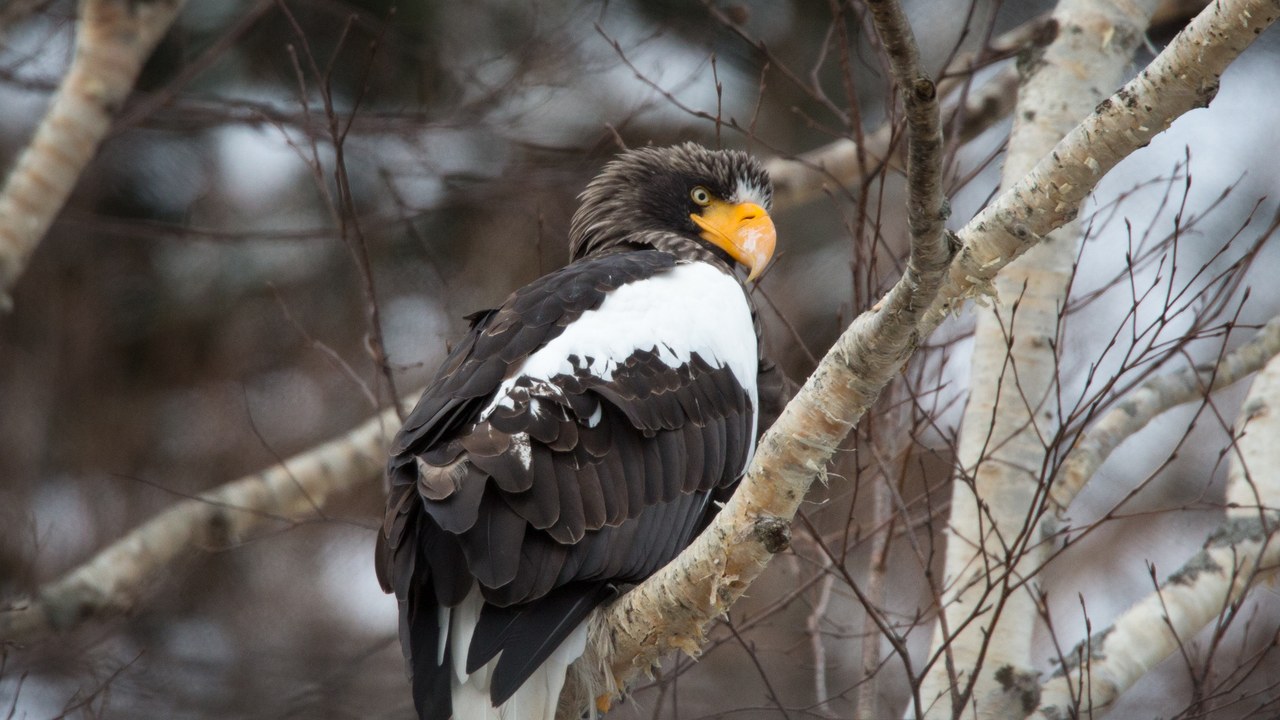 Steller's sea eagle — Image Credit: Julie Edgley - CC BY-SA 2.0/Wiki Commons