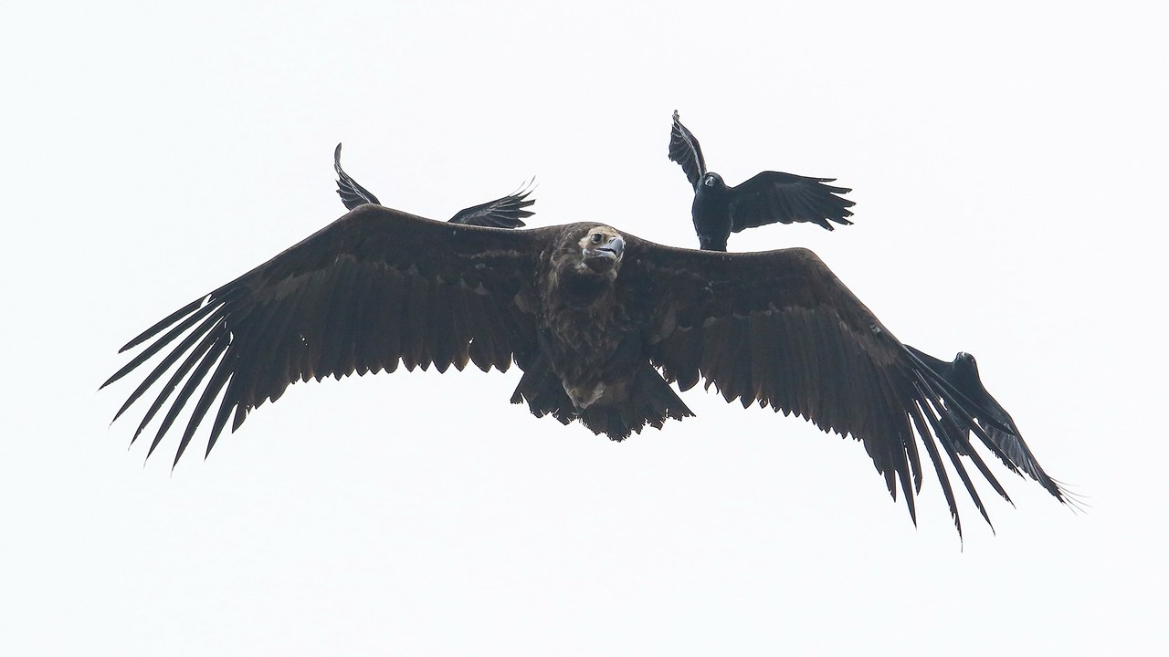 Cinereous vulture — Image Credit: Imran Shah from Islamabad, Pakistan - CC BY-SA 2.0/Wiki Commons