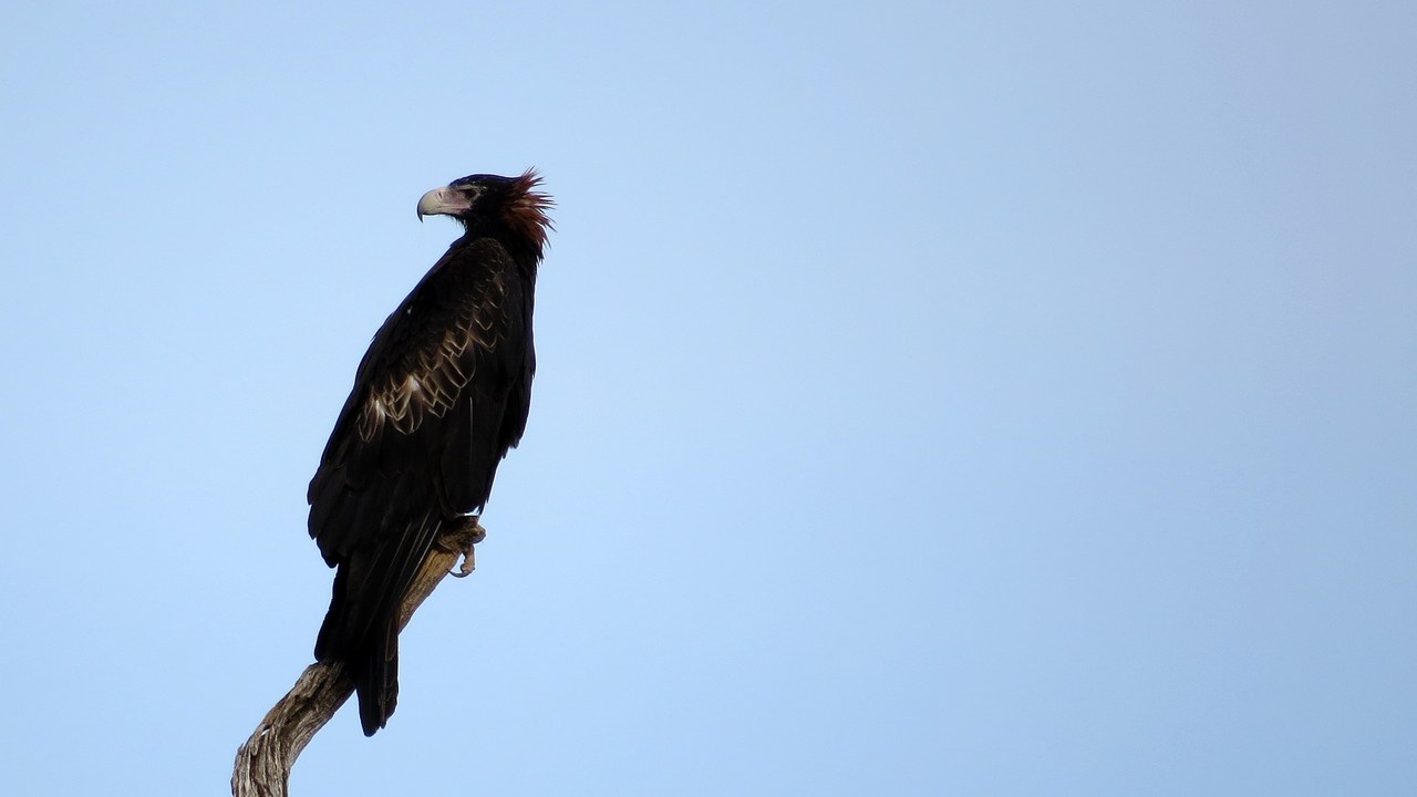 Wedge-tailed eagle — Image Credit: John Tann from Sydney, Australia - CC BY 2.0/Wiki Commons