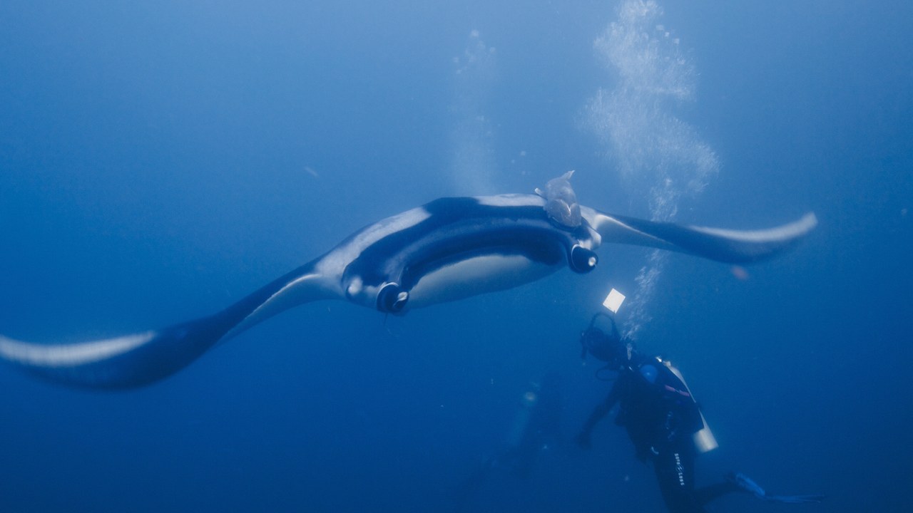 Giant manta ray — Image Credit: Elias Levy - CC BY 2.0/Wiki Commons