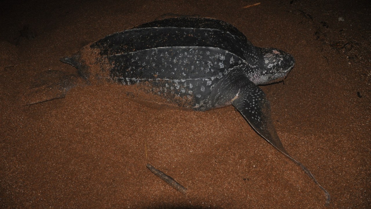 Leatherback sea turtle — Image Credit: Marco Farouk Basir - CC BY-SA 3.0/Wiki Commons