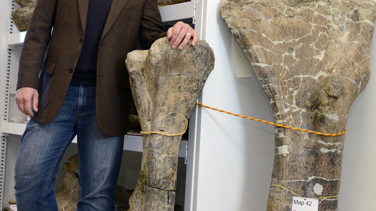 Dreadnoughtus — Image Credit: ArcaneHalveKnot - CC BY-SA 4.0/Wiki Commons