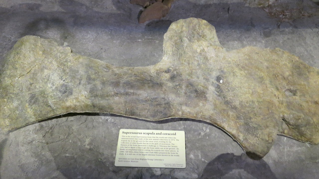 Supersaurus — Image Credit: Photographed by Mike Taylor, Edited by Stephen O'Connor - CC BY 4.0/Wiki Commons