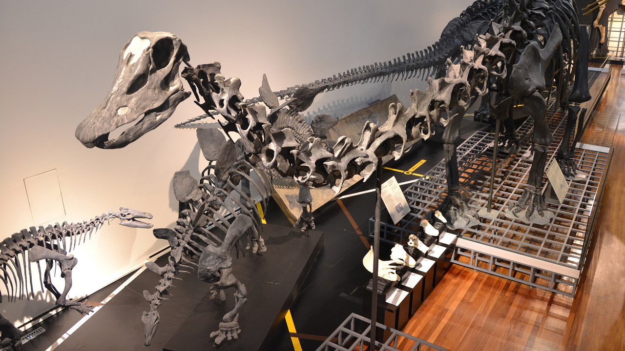 Diplodocus — Image Credit: ProyectowikiMNCN - CC BY-SA 4.0/Wiki Commons