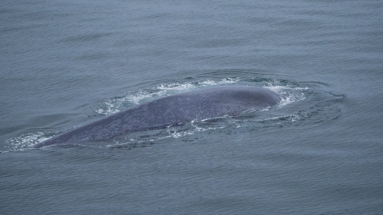 Blue whale — Image Credit: Carina Gsottbauer - CC BY-SA 4.0/Wiki Commons