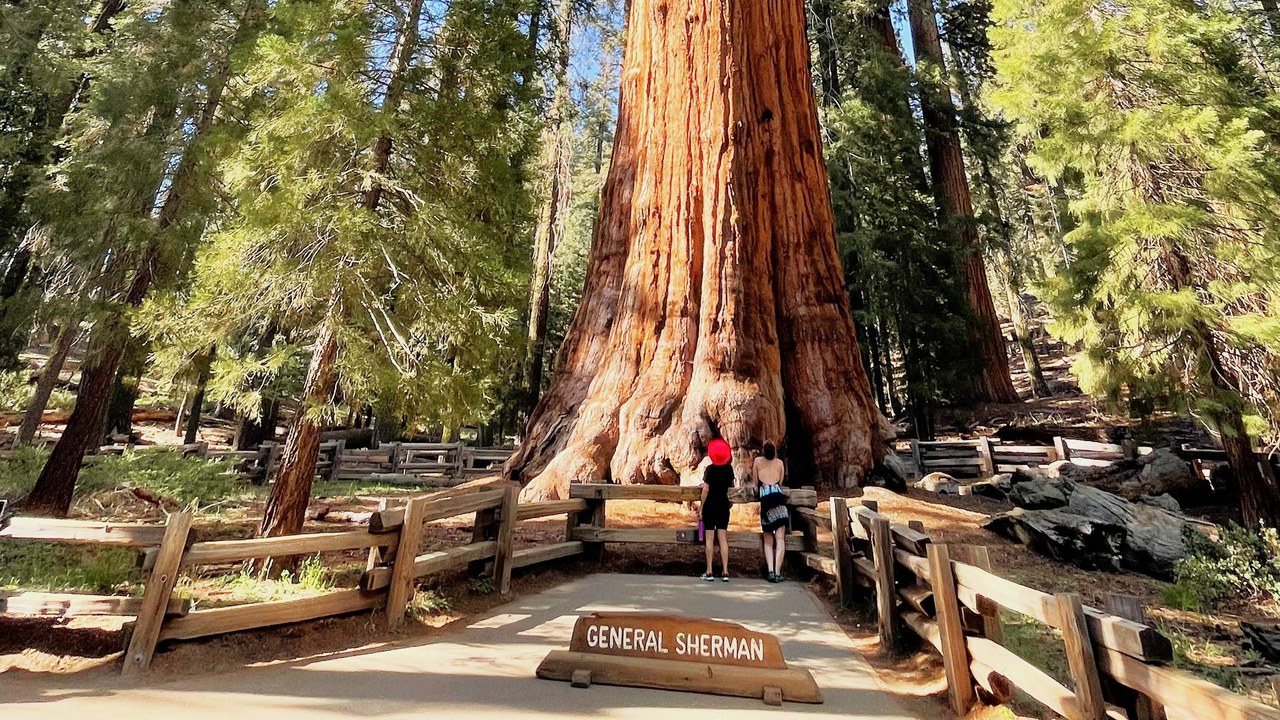 General Sherman (tree) — Image Credit: Marty Aligata - CC BY-SA 4.0/Wiki Commons