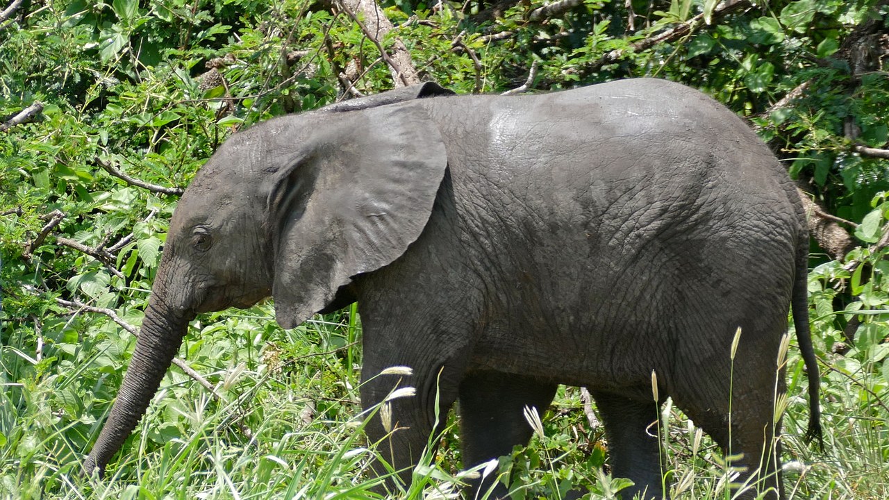 African bush elephant — Image Credit: Bernard DUPONT from FRANCE - CC BY-SA 2.0/Wiki Commons