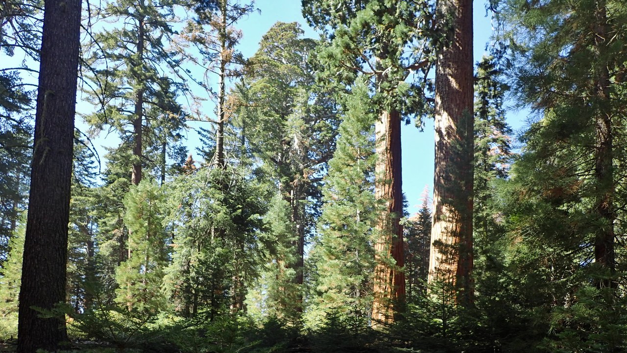 Giant sequoia — Image Credit: Krzysztof Ziarnek, Kenraiz - CC BY-SA 4.0/Wiki Commons