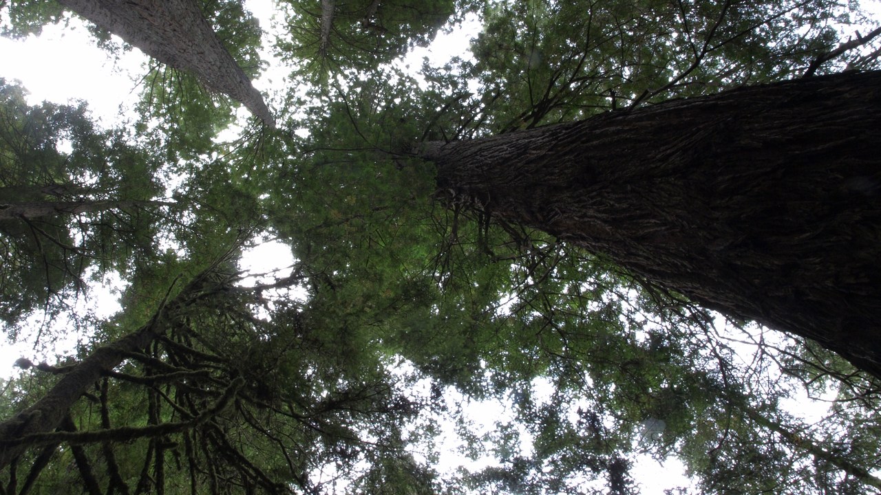 Coast redwood — Image Credit: Jim Morefield from Nevada, USA - CC BY-SA 2.0/Wiki Commons