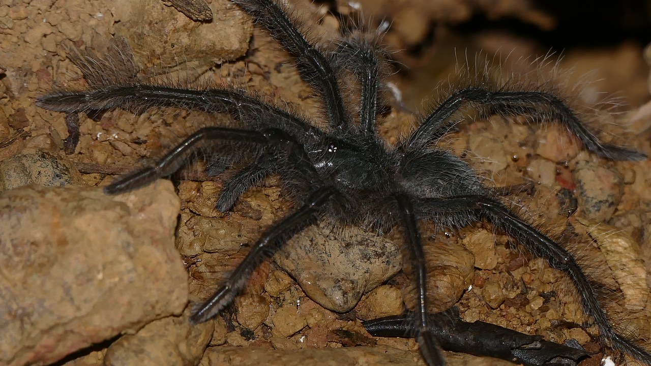 Goliath birdeater — Image Credit: Bernard DUPONT from FRANCE - CC BY-SA 2.0/Wiki Commons
