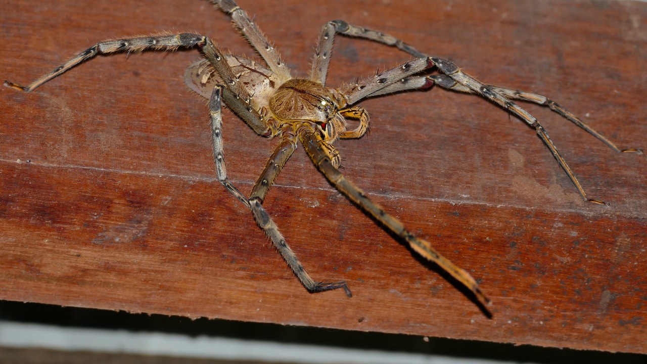 Giant huntsman spider — Image Credit: Bernard DUPONT from FRANCE - CC BY-SA 2.0/Wiki Commons