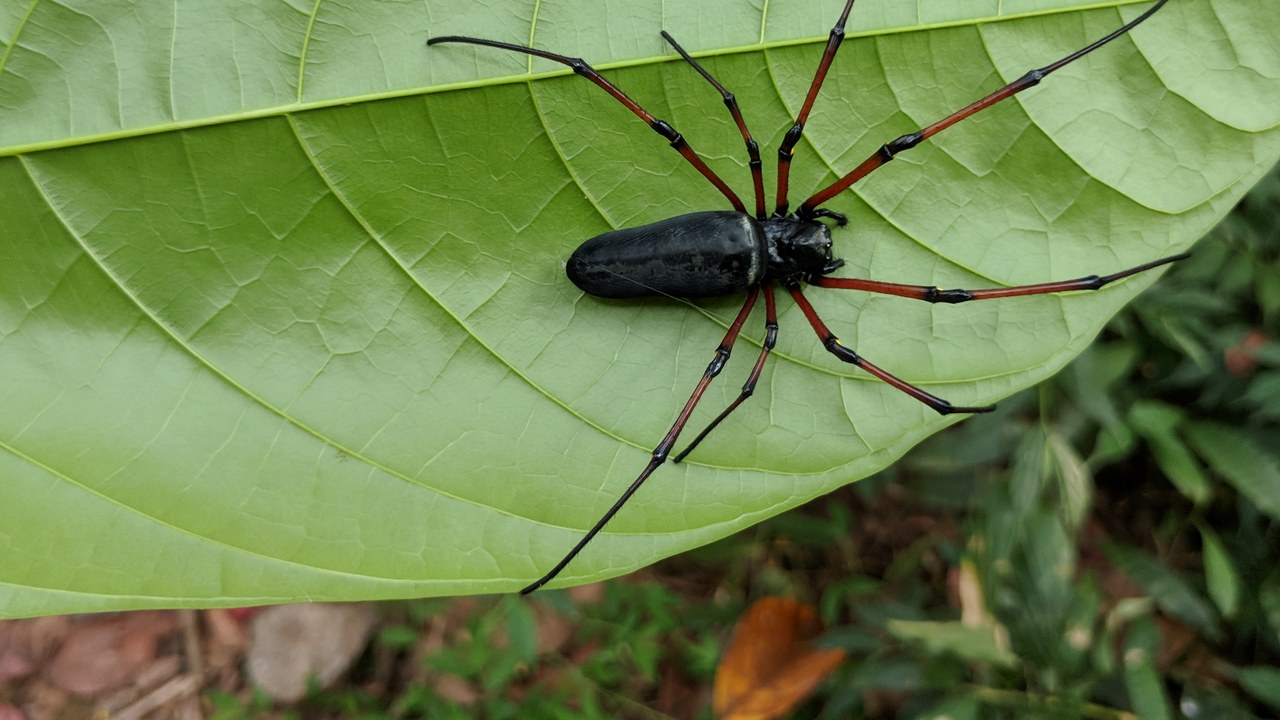 Golden silk orb-weaver — Image Credit: Vengolis - CC BY 4.0/Wiki Commons