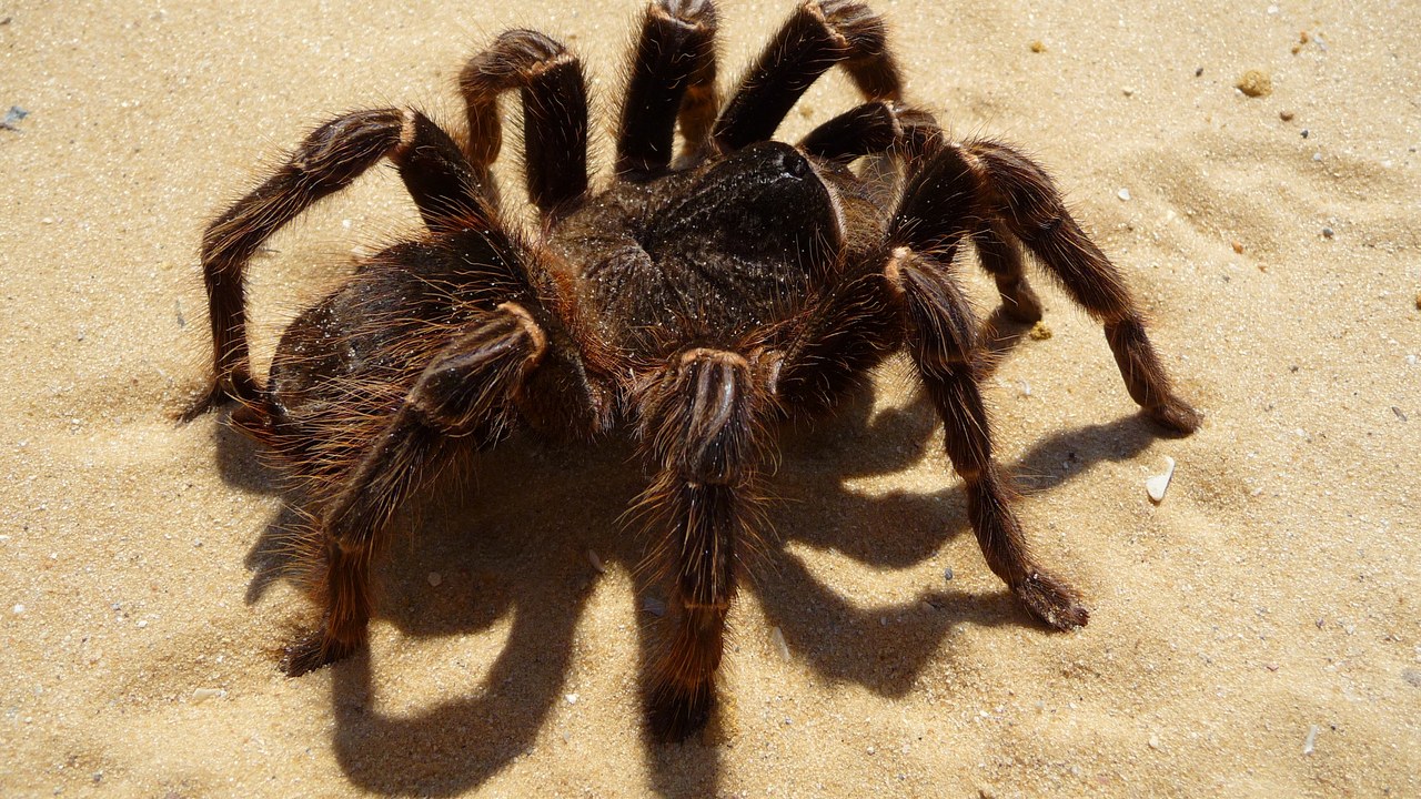 Salmon pink birdeater — Image Credit: George Chernilevsky - Public domain/Wiki Commons