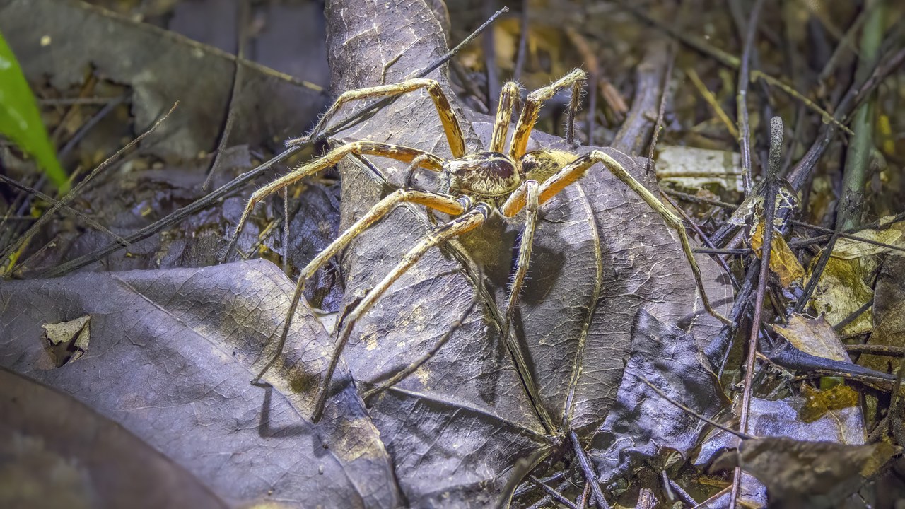 Huntsman spider — Image Credit: Charles J. Sharp - CC BY-SA 4.0/Wiki Commons