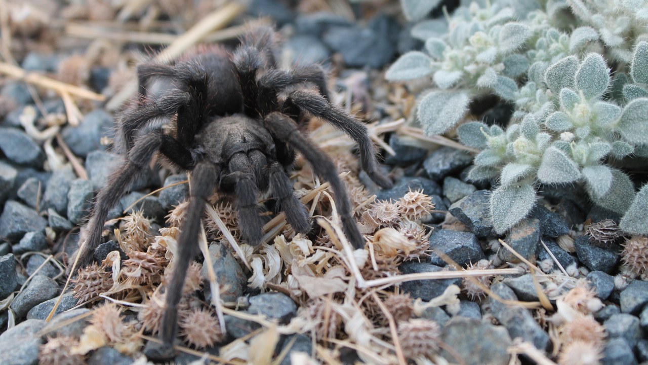 Tarantula — Image Credit: Mychemicalromanceisrealemo - CC0/Wiki Commons