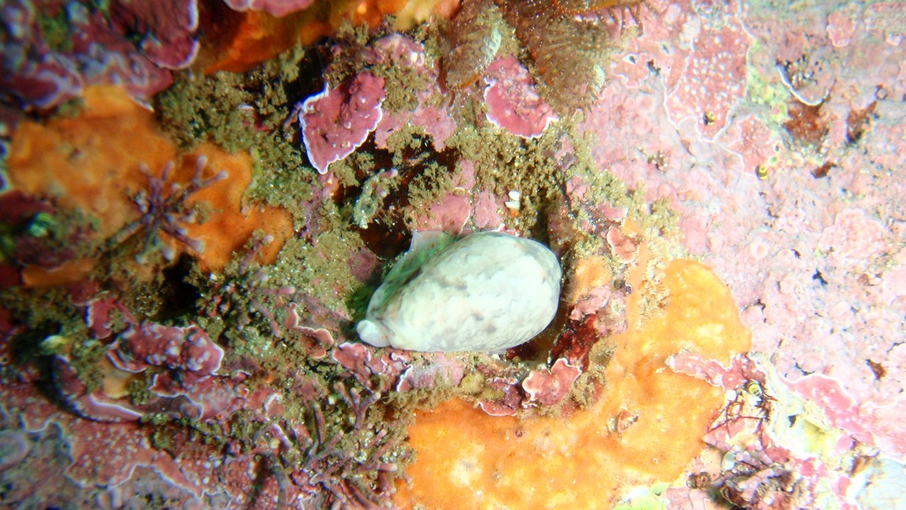 Cone snail — Image Credit: Peter Southwood - CC BY-SA 3.0/Wiki Commons