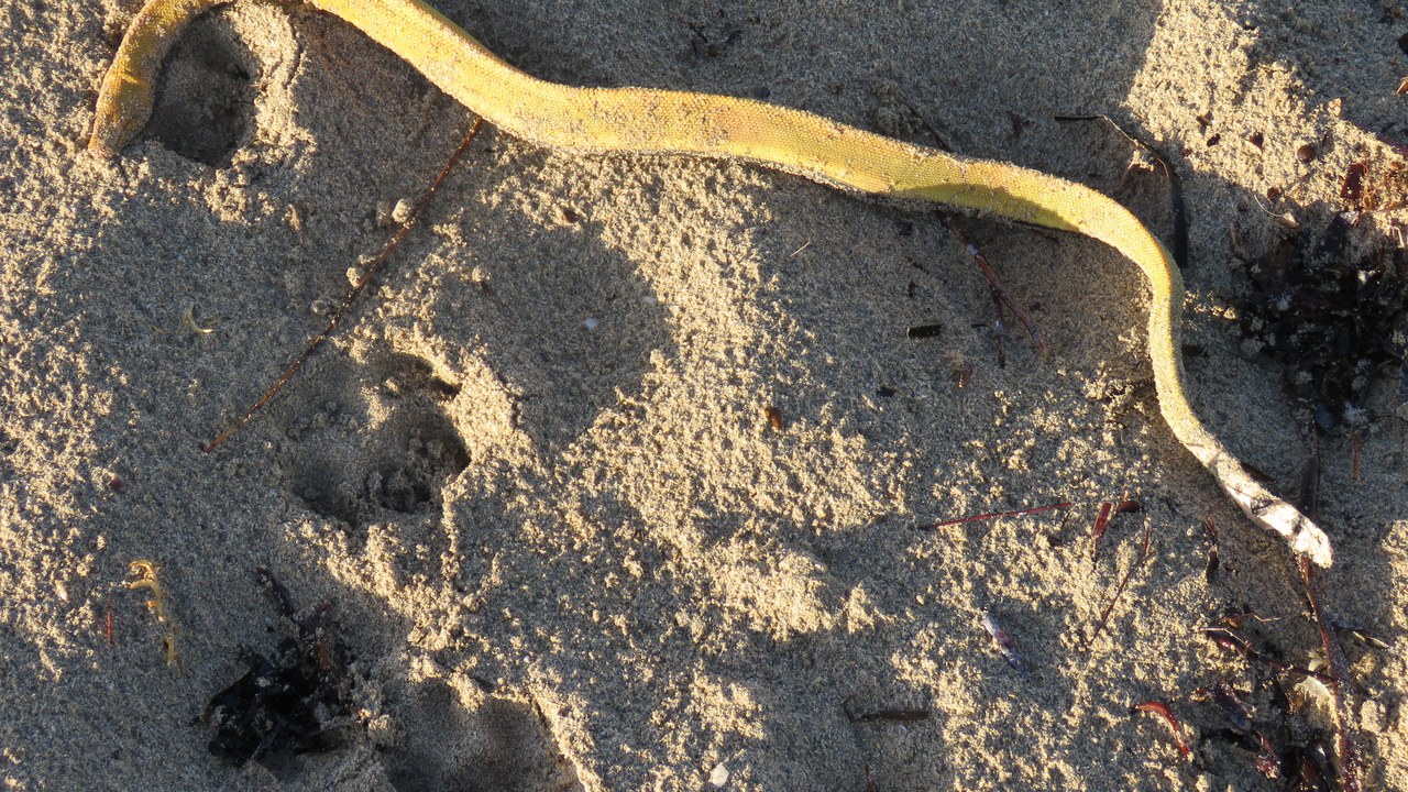 Sea snakes — Image Credit: Calistemon - CC BY-SA 4.0/Wiki Commons
