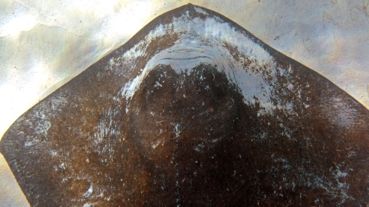 Stingray — Image Credit: James St. John - CC BY 2.0/Wiki Commons