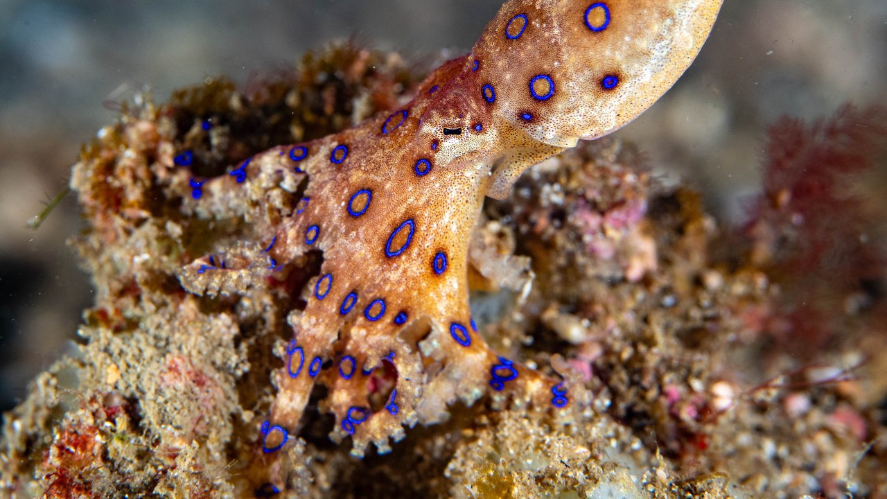 Blue-ringed octopus — Image Credit: Rickard Zerpe - CC BY 2.0/Wiki Commons