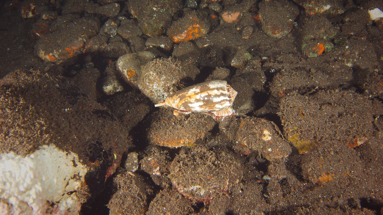 Cone snail — Image Credit: Paul Kli - CC BY-SA 2.0/Wiki Commons