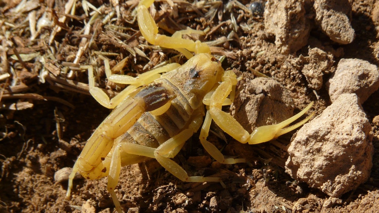 Deathstalker scorpion — Image Credit: Alastair Rae from London, United Kingdom - CC BY-SA 2.0/Wiki Commons