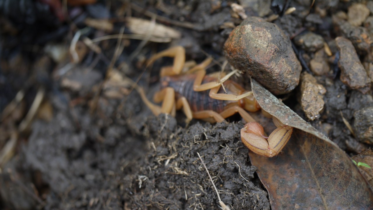 Indian red scorpion — Image Credit: Dinesh Valke from Thane, India - CC BY-SA 2.0/Wiki Commons