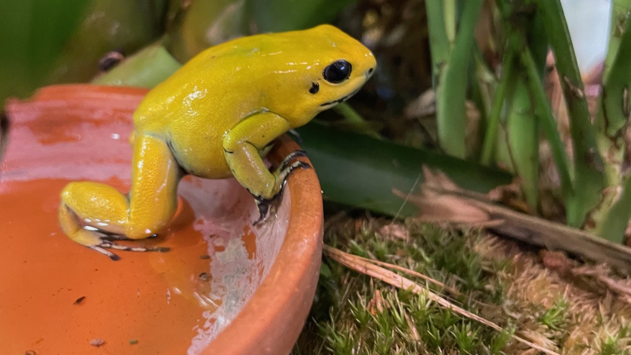 Golden poison frog — Image Credit: Fungus Guy - CC BY-SA 4.0/Wiki Commons