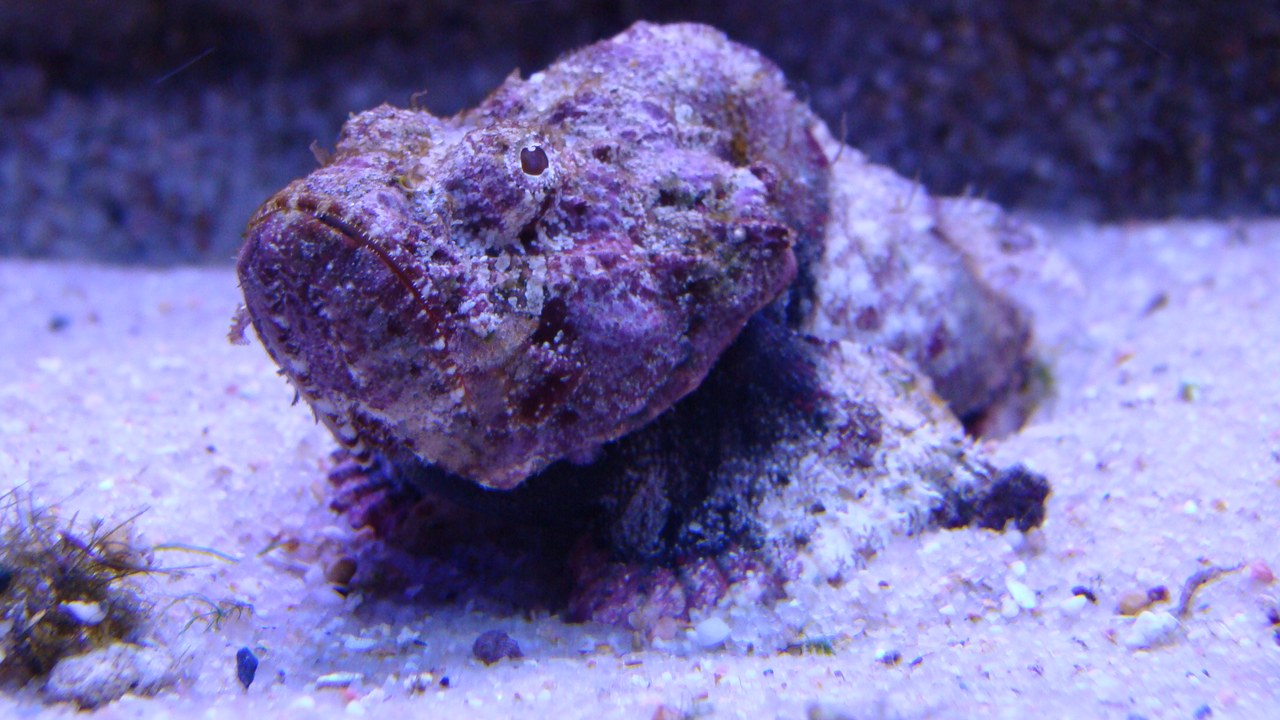 Reef stonefish — Image Credit: Fernando Losada Rodríguez - CC BY-SA 4.0/Wiki Commons