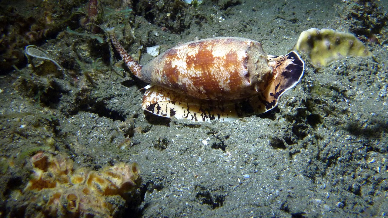 Geographer cone snail — Image Credit: Kai Squires - CC BY 4.0/Wiki Commons