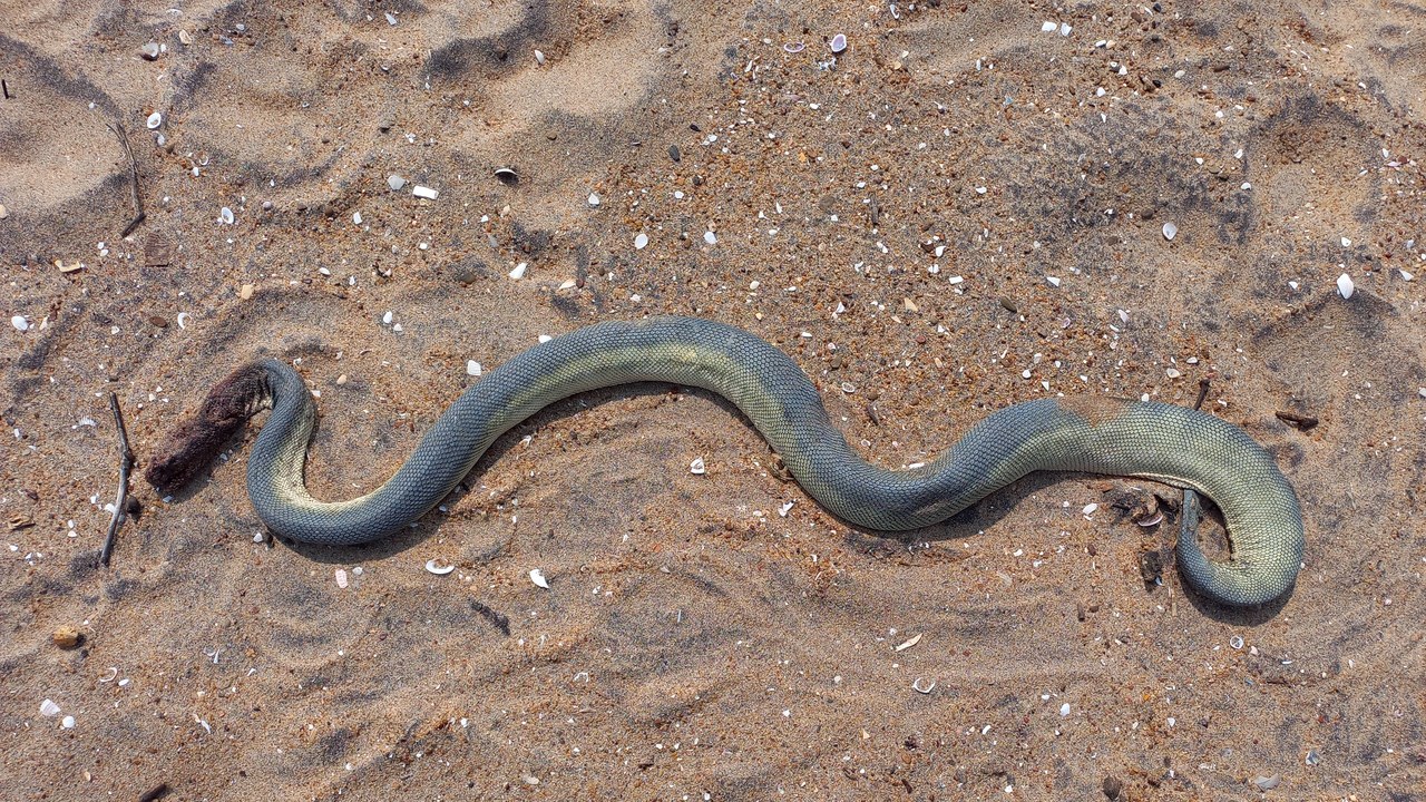 Beaked sea snake — Image Credit: Adityamadhav83 - CC BY 4.0/Wiki Commons