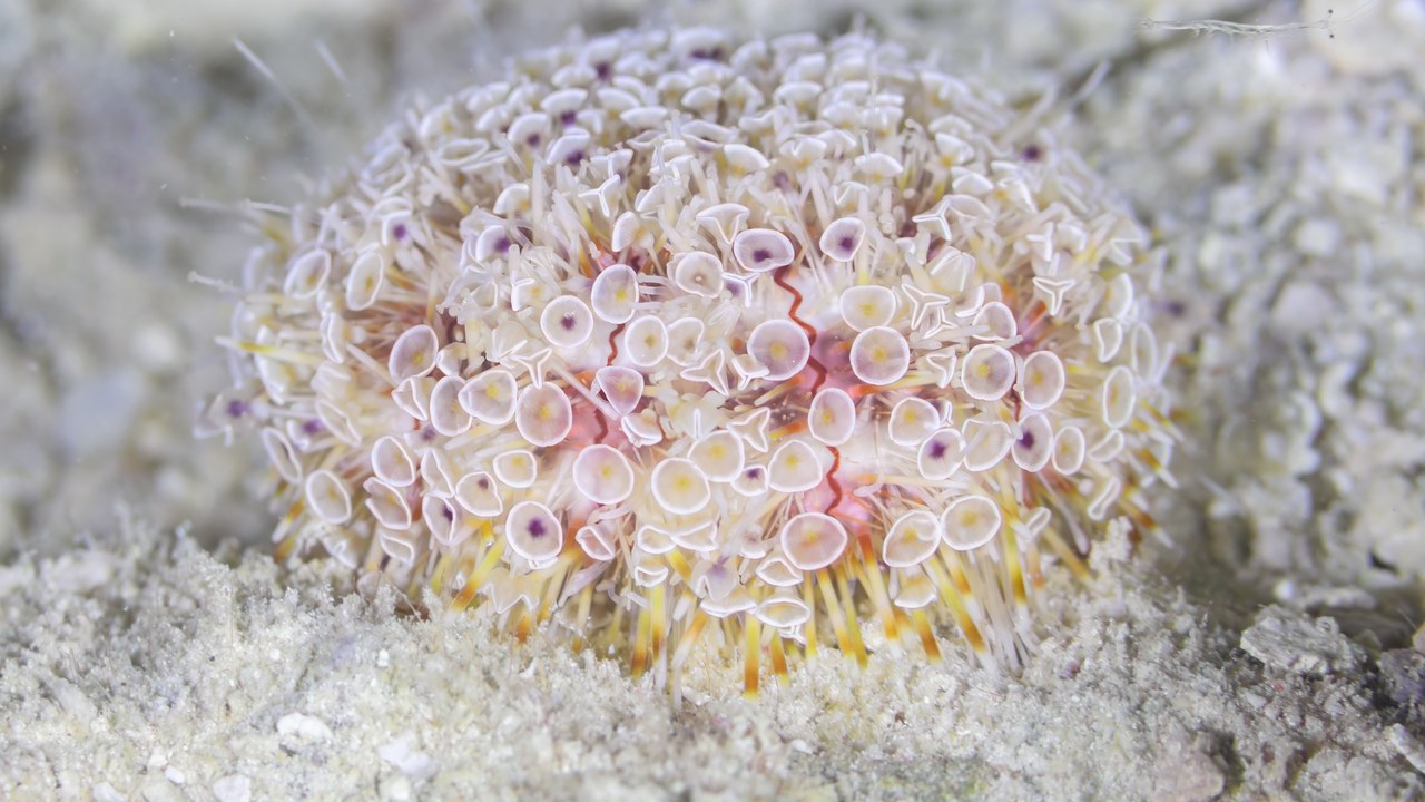Flower sea urchin — Image Credit: Diego Delso - CC BY-SA 4.0/Wiki Commons