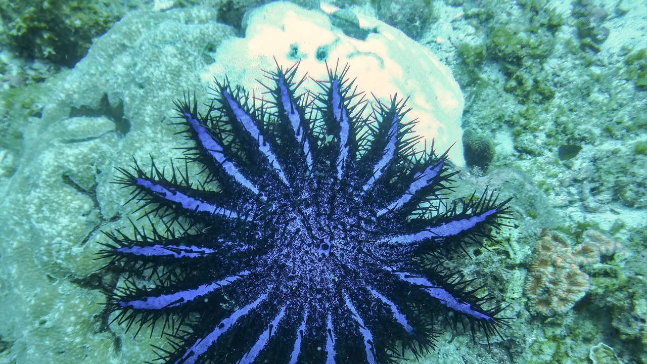 Crown-of-thorns starfish — Image Credit: The Cosmonaut - CC BY-SA 2.5 ca/Wiki Commons