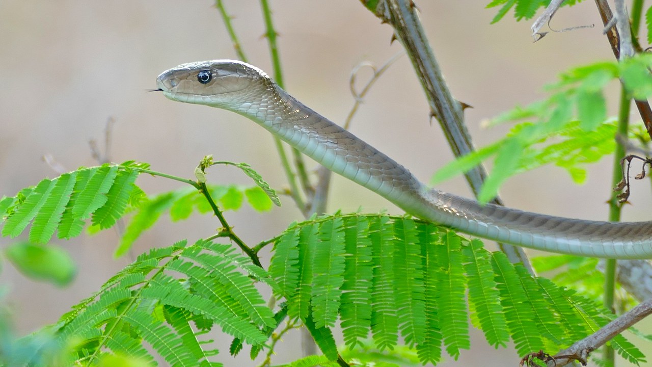 Black mamba — Image Credit: Bernard DUPONT from FRANCE - CC BY-SA 2.0/Wiki Commons