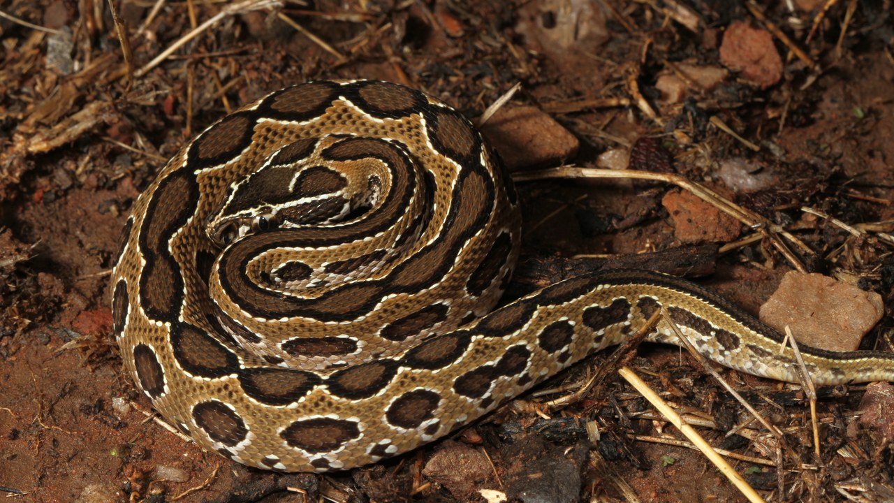 Russell's viper — Image Credit: Davidvraju - CC BY-SA 4.0/Wiki Commons