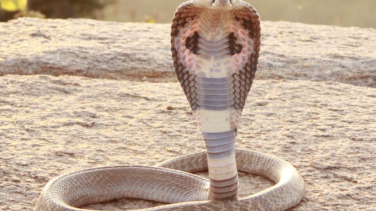 Indian cobra — Image Credit: Pavan Kumar N - CC BY-SA 3.0/Wiki Commons